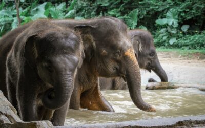 20 Fascinating Facts about Animals and Birds: Unveiling Nature’s Hidden Wonders