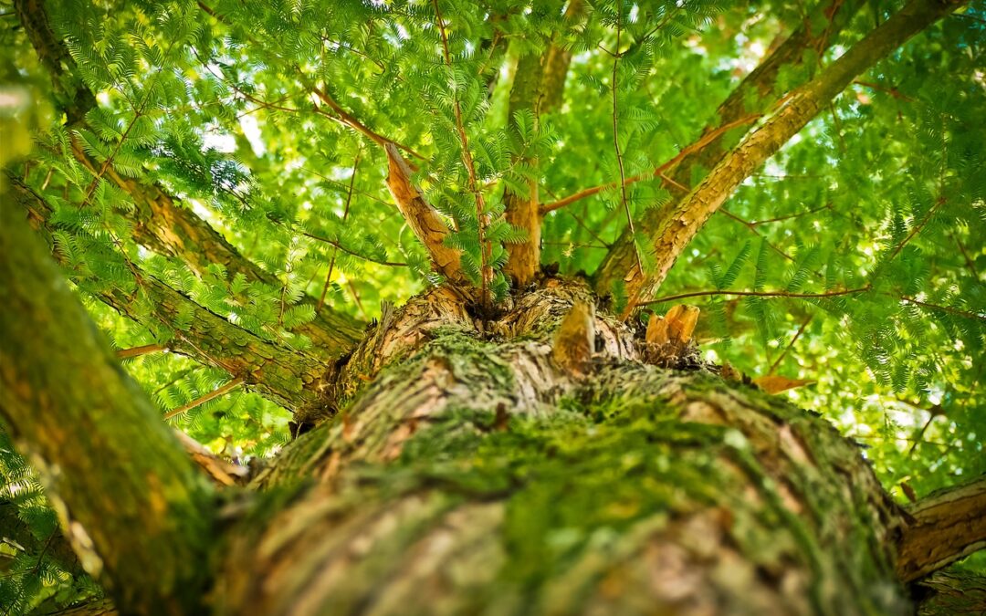 20 Interesting Facts About Plants and Forests You Didn’t Know!